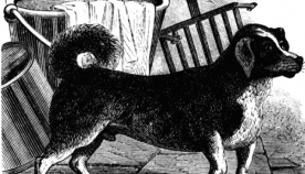 "ძაღლი ბორბლებში": როგორ ამუშავებდნენ ორი საუკუნის განმავლობაში ძაღლებს