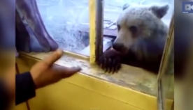 მშიერი დათვი მუშებს მიუახლოვდა, რათა მათ დაეპურებინათ (+ვიდეო)