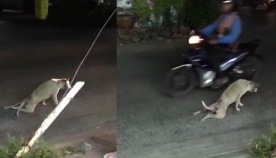 თითქოს ამ ძაღლს გადაადგილება უჭირს, მაგრამ დააკვირდით რას აკეთებს შემდეგ... (+ვიდეო)