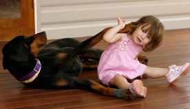 2 წლის გოგონა დობერმანთან ერთად თამაშობდა.. უეცრად ძაღლმა პატარას ავისმომასწავებლად დაუღრინა...