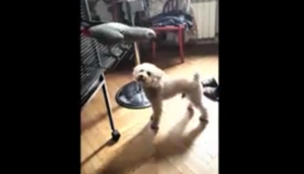 "გაილახები!"- ბათუმელი თუთიყუში "პატრიკა" ძაღლს ეჩხუბება (სახალისო ვიდეო)