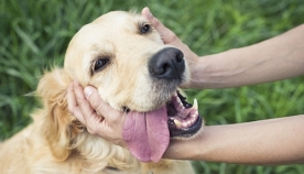 10 ნიშანი, რომლებიც უნდა იცოდეთ, სანამ უცხო ძაღლს მოეფერებით