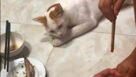 კატამ თავი მოიმკვდარუნა და პატრონს  თეფშიდან თევზი ააცალა (სახალისო ვიდეო)