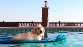 "ძაღლი ნავში" საუკეთესო ვიდეო რგოლად აღიარეს ინტერნეტ სივრცეში (+ვიდეო)