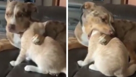 ძაღლმა მოფერებისას  კატა ლამის შეჭამა (სახალისო ვიდეო)
