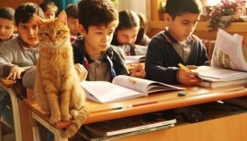კატა მესამე კლასში "სწავლობს", როდესაც ის სკოლაში აღარ შეუშვეს, მოიწყინა და საკვებზეც უარი თქვა
