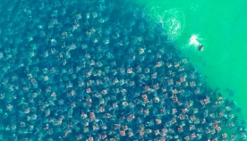 ადამიანს ასეთი რამ რომ ენახა ოკეანეში თავისი ნავის ქვეშ, შიშისაგან დამუნჯდებოდა! (+ფოტო & ვიდეო)