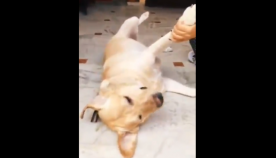 ძაღლმა თავი მოიმკვდარუნა, რათა პატრონს მისთვის ბრჭყალები არ დაეჭრა (სახალისო ვიდეო)
