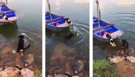 ძაღლი წყალში გადახტა, რათა შეშინებული ლეკვი სამშვიდობოს გამოეყვანა (ემოციური ვიდეო)