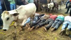 უცნაური რიტუალი: ასობით ძროხამ მინდორზე მწოლიარე ადამიანების სხეულებზე გადაიარა