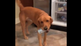 უჭკვიანესი ძაღლი, რომელიც პატრონის ყველა მითითებას ზუსტად ასრულებს (+ვიდეო)