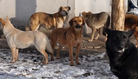 თბილისში ქუჩის ძაღლებს დაითვლიან