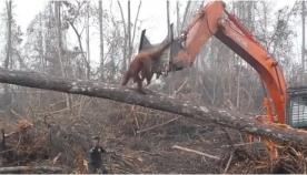 ინდონეზიაში გაბრაზებული ორანგუტანგი ცდილობს ხის მჭრელებისგან ტყე დაიცვას (ემოციური ვიდეო)