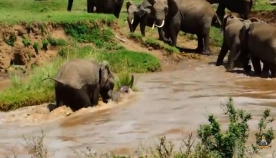 სპილოებმა სპლიყვი დახრჩობას გადაარჩინეს (+ვიდეო)