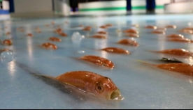 საშინელი ატრაქციონი - იაპონიაში საციგურაო მოედანზე ათასობით თევზი გაყინეს (+ვიდეო)
