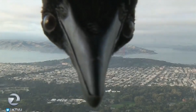 "გიგანტურმა" ფრინველმა პირდაპირ ეთერში ამინდის პროგნოზის ტრანსლირება ჩაშალა (სახალისო ვიდეო)