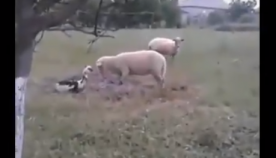გაბრაზებული იხვი ცხვარს ფიზიკურად გაუსწორდა (+ვიდეო)