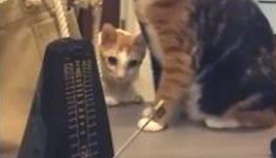 კატები და მეტრონომი - ეს უნდა ნახოთ! (+ვიდეო)