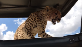 ტურისტები შეშინდნენ, როდესაც ავაზა მათ მანქანაზე შეხტა (სახალისო ვიდეო)