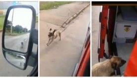ძაღლი შეუჩერებლად მისდევდა სასწრაფო დახმარების მანქანას (+ვიდეო)