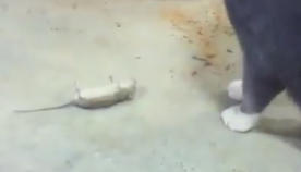 კატის დანახვისას თაგვმა თავი მოიმკვდარუნა (სახალისო ვიდეო)