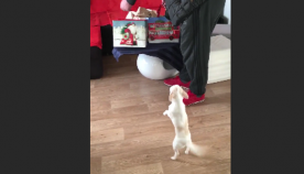 ჩაპამ დაბადების დღეზე "მამისგან" საუკეთესო საჩუქრები მიიღო... პატარა ძაღლის რეაქცია საოცარია (სახალისო ვიდეო)
