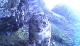 იშვიათი ცხოველის სახეობა - თოვლის ჯიქი ანუ ირბისი, ჰიმალაის მთებში, ფარულმა კამერამ დააფიქსირა (+ვიდეო)