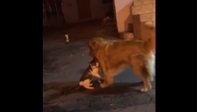 რა გააკეთა ჭკვიანმა ძაღლმა, როდესაც კატებმა ჩხუბი დააპირეს (სახალისო ვიდეო)