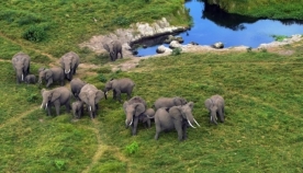 აფრიკიდან სპილოების გაყვანა ცირკებში ან ზოოპარკებში, თითქმის სრულიად აიკრძალა