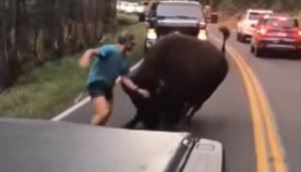 მამაკაცმა ბიზონის ნებისყოფა შეამოწმა, ის გადმოვიდა მანქანიდან და უზარმაზარ ცხოველს მიუახლოვდა (ემოციური ვიდეო)