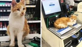 მყიდველებმა მაღაზიას ბოიკოტი გამოუცხადეს, რადგან შენობიდან კატა გააგდეს