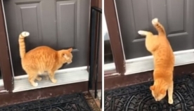კატამ უკანა თათებით კარზე კაკუნი ისწავლა (სახალისო ვიდეო)