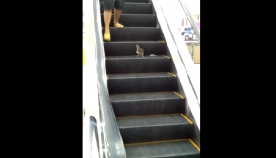 სავაჭრო ცენტრის კიბეზე ამძვრალი ვირთხა ცდილობდა, ადამიანებს თავს დასხმოდა ან უბრალოდ თამაში სურდა (+ვიდეო)