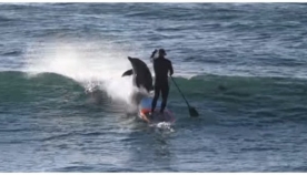 დელფინი თევზზე ნადირობით იმდენად გაერთო, რომ სერფერს დაეჯახა (სახალისო ვიდეო)