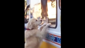 ბედნიერი ძაღლი ნაყინის მანქანას დიდი სიხარულით ხვდება (+ვიდეო)