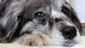 8 რჩევა ხნიერი ძაღლის პატრონებს,  რაზეც თქვენი შინაური ცხოველი მადლიერი იქნება