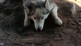კახეთში გარემოს ზედამხედველობის დეპარტამენტის თანამშრომლებმა დაიჭირეს ძაღლი, რომელიც მგელი ეგონათ და ტყეში გაუშვეს