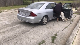ქალმა მიმოიხედა, მანქანიდან 4 ძაღლი ჩამოსვა და წავიდა… (+ვიდეო)