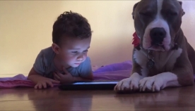 ძაღლი iPad-ზე ეჭვიანობს… (+ვიდეო)