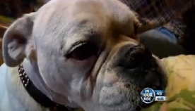 უნარშეზღუდული ძაღლი პატრონის გადასარჩენად ღობეზე გადახტა (+ვიდეო)