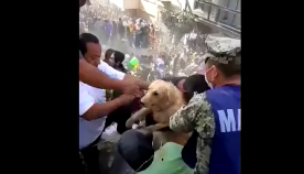 მექსიკაში ძლიერი მიწისძვრის შედეგად დანგრეული შენობიდან ძაღლი ამოიყვანეს ( ემოციურმა ვიდეო კადრებმა მსოფლიო მოიცვა)