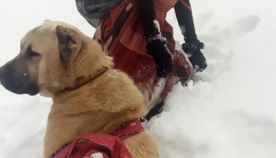 11 წლის გოგონამ და ძაღლმა მთებში ჩარჩენილი თხა ახალშობილ თიკანთან ერთად გადაარჩინეს