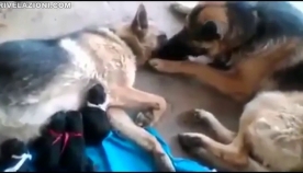 ძაღლი ეფერება თავის მეგობარს, რომელსაც რთული მშობიარობა ქონდა (+ვიდეო)