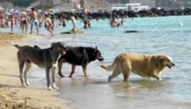 მამაკაცი ზღვაში იხრჩობოდა, მას 3 უპატრონო ძაღლი დაეხმარა