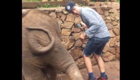 პატარა სპილო სელფის მოყვარულ ტურისტს პანღურით 