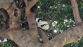 ხეზე "თოფით შეიარაღებული" კატა იჯდა. მოსახლეობამ პოლიცია გამოიძახა...