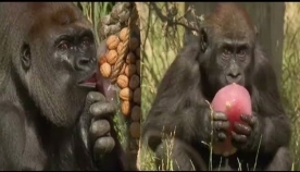 ლონდონის ზოოპარკში  სიცხისგან ცხოველების დასაცავად "ხილის ყინულს" იყენებენ  (+ვიდეო)