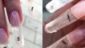 სასტიკი თუ კრეატიული იდეა: მანიკურის სპეციალისტებმა ფრჩხილებში ცოცხალი ჭიანჭველები მოათავსეს (+ვიდეო)