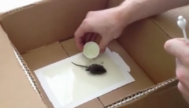 თუ ოდესმე სახლში თაგვს დაიჭერთ, ეს უნდა იცოდეთ (+ვიდეო)