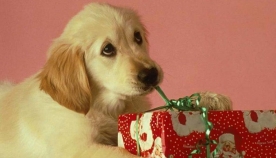 საშობაო საჩუქარი პატრონებს ძაღლებისგან (+ვიდეო)
